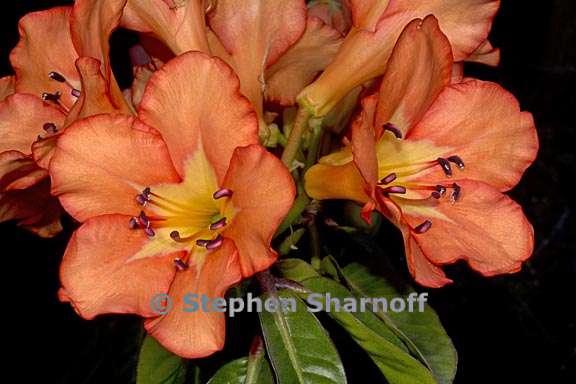 rhododendron brookeanum ssp kinabaluense 4 graphic